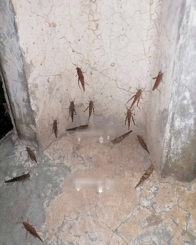 انتشار كثيف للجراد الصغير قرب طاطا يثير مخاوف الساكنة