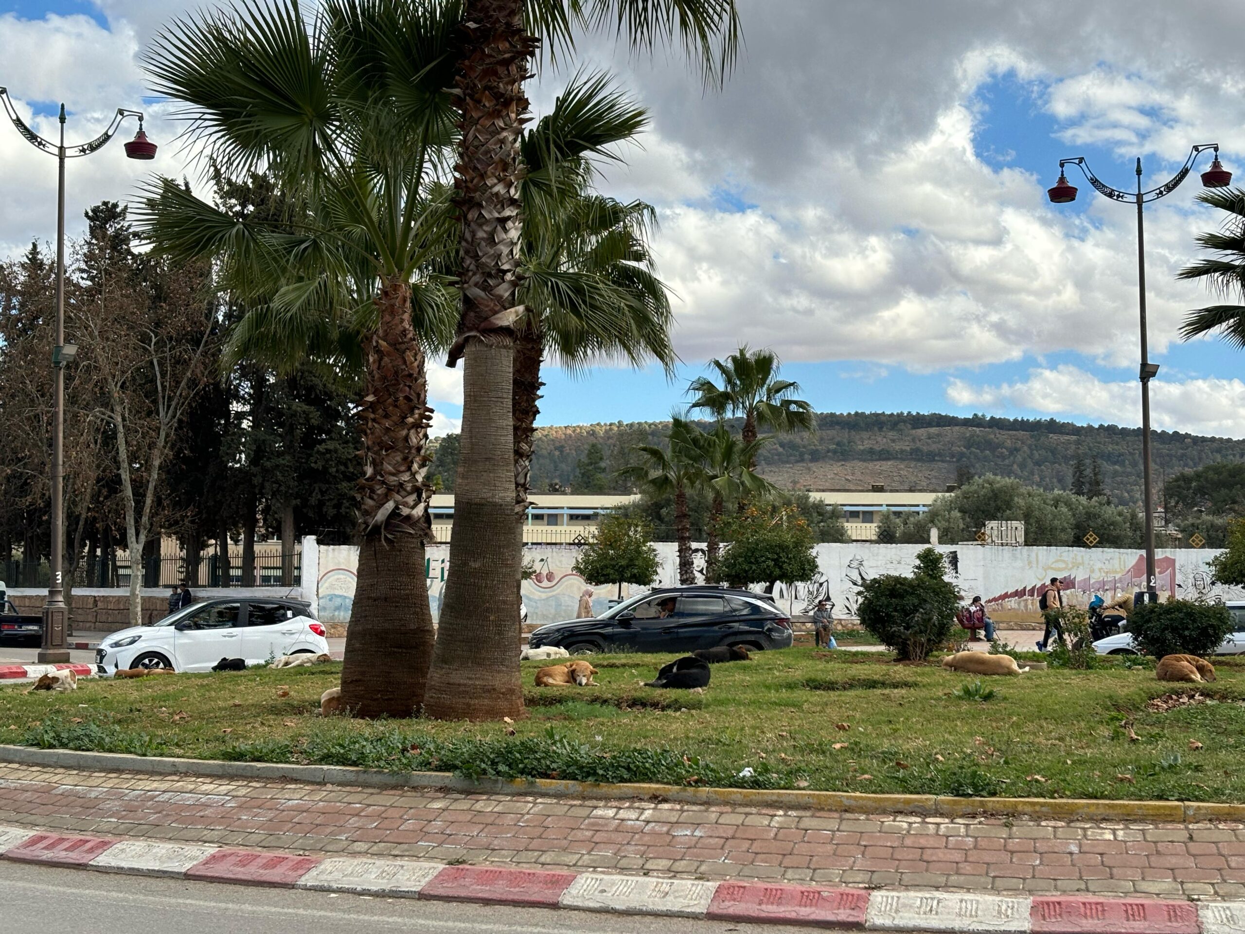 إنتشار الكلاب الضالة بين غياب الحلول والفراغ القانوني