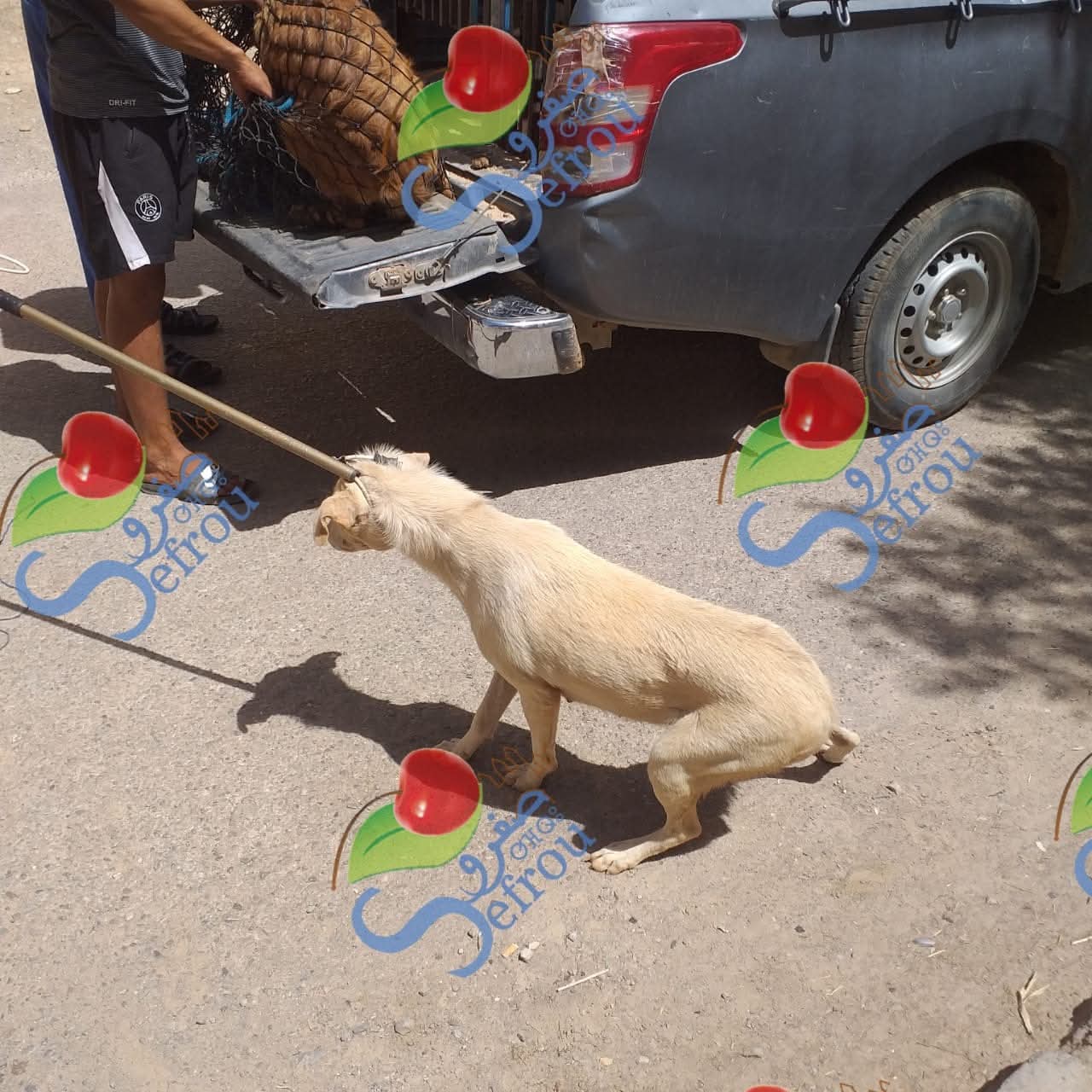 وزارة الداخلية تطلق برنامجًا وطنيًا للتصدي لظاهرة الكلاب الضالة